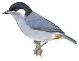 White-eared Conebill Illustration