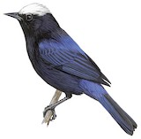 Capped Conebill Illustration