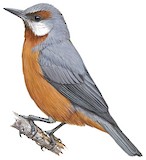 Giant Conebill Illustration