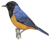 Blue-backed Conebill Illustration