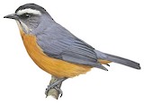 White-browed Conebill Illustration