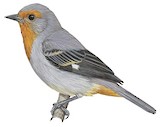 Tamarugo Conebill Illustration