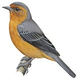 Rufous-browed Conebill Illustration