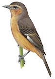 Cinereous Conebill Illustration