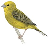 Stripe-tailed Yellow Finch Illustration