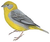 Bright-rumped Yellow Finch Illustration