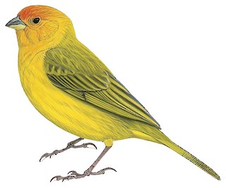 Saffron Finch - Sicalis flaveola - Birds of the World