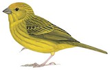 Saffron Finch Illustration