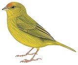 Orange-fronted Yellow Finch Illustration