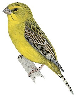 Sicalis luteola bogotensis