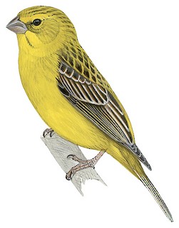 Sicalis luteola chrysops