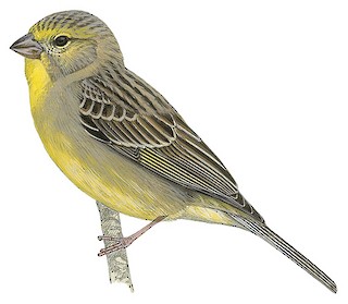 Sicalis luteola luteiventris