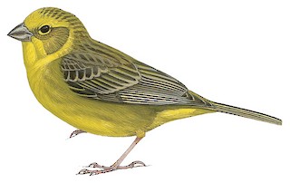 Sicalis luteola luteiventris