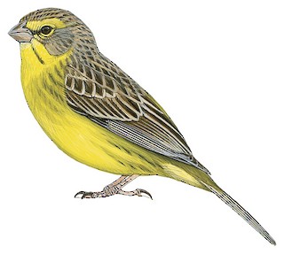 Sicalis luteola luteola