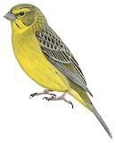 Grassland Yellow Finch Illustration