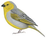 Citron-headed Yellow Finch Illustration