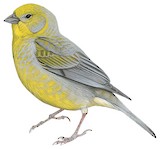 Patagonian Yellow Finch Illustration