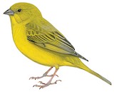 Monte Yellow Finch Illustration