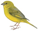 Greenish Yellow Finch Illustration