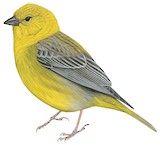 Greater Yellow Finch Illustration