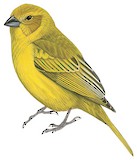 Puna Yellow Finch Illustration