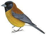 Black-hooded Sierra Finch Illustration