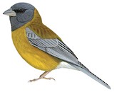 Peruvian Sierra Finch Illustration