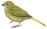 Inaccessible Island Finch Illustration