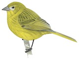 Nightingale Island Finch Illustration