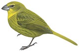 Wilkins's Finch Illustration