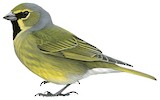 Yellow-bridled Finch Illustration