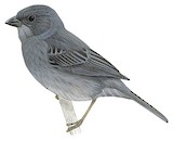 Uniform Finch Illustration