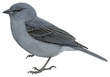 Plumbeous Sierra Finch Illustration