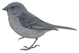 Slaty Finch Illustration