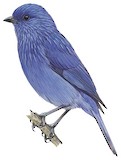 Tit-like Dacnis Illustration