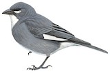 Glacier Finch Illustration