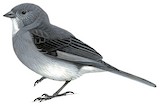 White-throated Sierra Finch Illustration