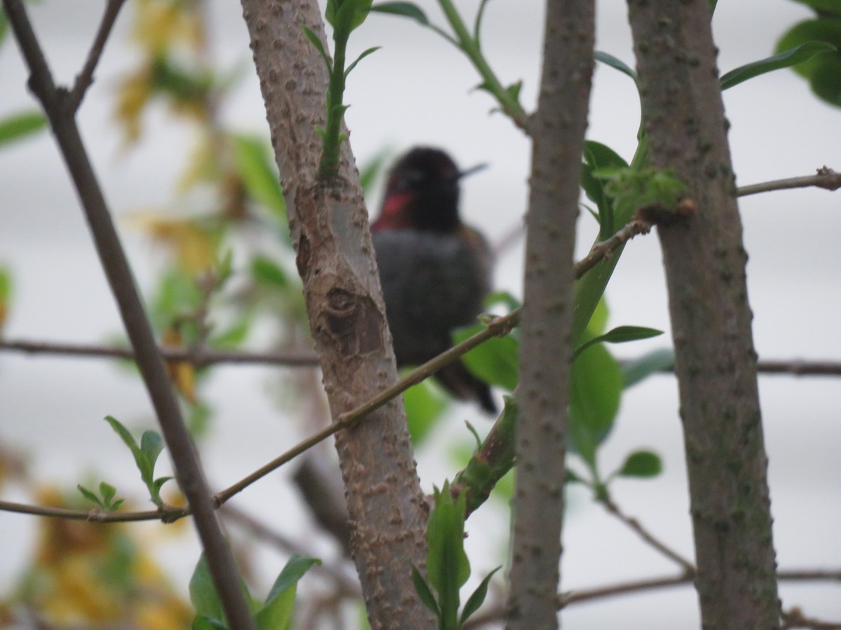 Anna's Hummingbird - ML153328361