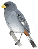 Band-tailed Seedeater Illustration