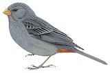 Plain-colored Seedeater Illustration