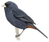 Paramo Seedeater Illustration