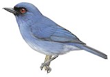 Bluish Flowerpiercer Illustration