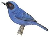 Masked Flowerpiercer Illustration