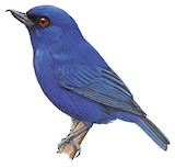 Indigo Flowerpiercer Illustration