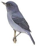 Slaty Flowerpiercer Illustration