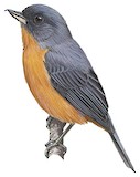 Cinnamon-bellied Flowerpiercer Illustration