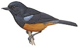 Chestnut-bellied Flowerpiercer Illustration