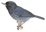 Scaled Flowerpiercer Illustration