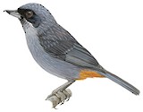 Greater Flowerpiercer Illustration