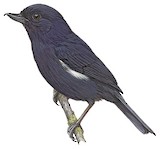 Venezuelan Flowerpiercer Illustration